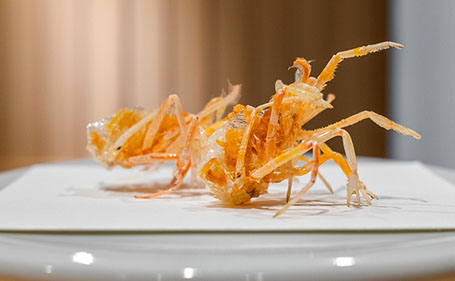 “ROCOCO has become an indispensable presence in my restaurant”